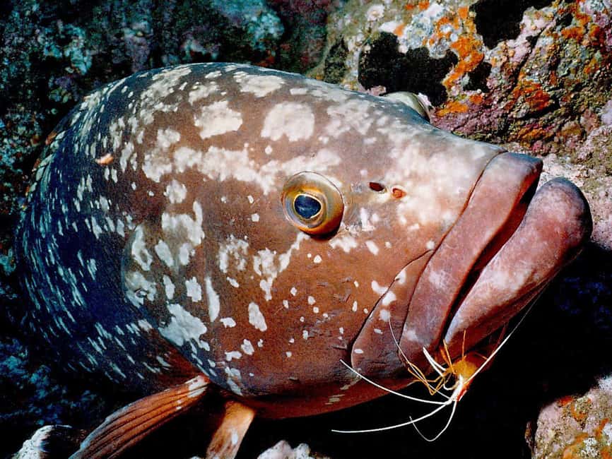 Funchal: Garajau national park - certified divers - Why Garajau is Madeira’s standout underwater setting