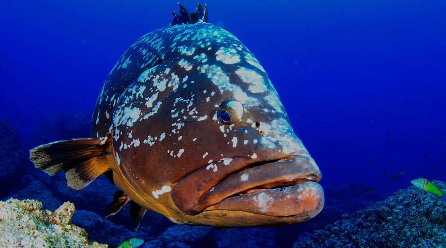 Funchal: Garajau national park - certified divers - Why recent scuba experience is a real requirement