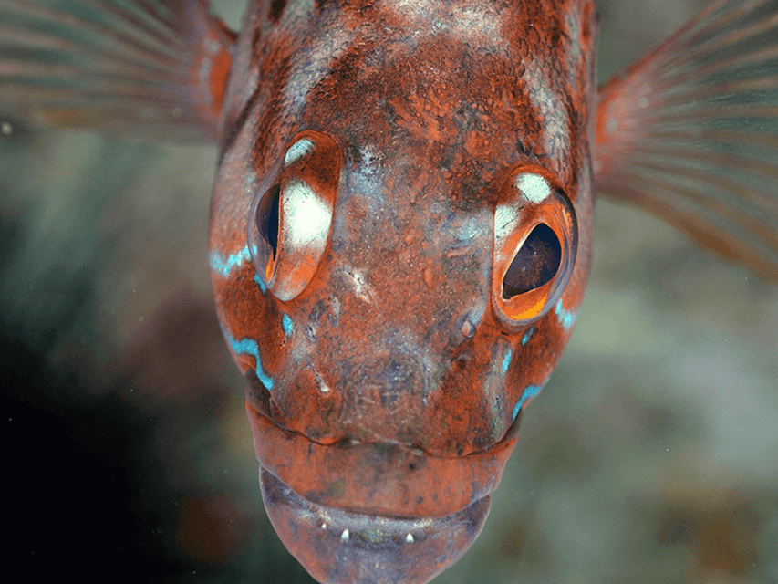 Funchal: Garajau national park - certified divers - A good choice for a nervous participant, with the right preparation