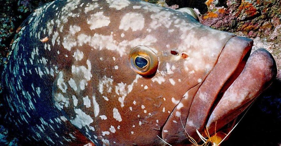 Funchal: Garajau national park - certified divers - The return to Funchal and what is included
