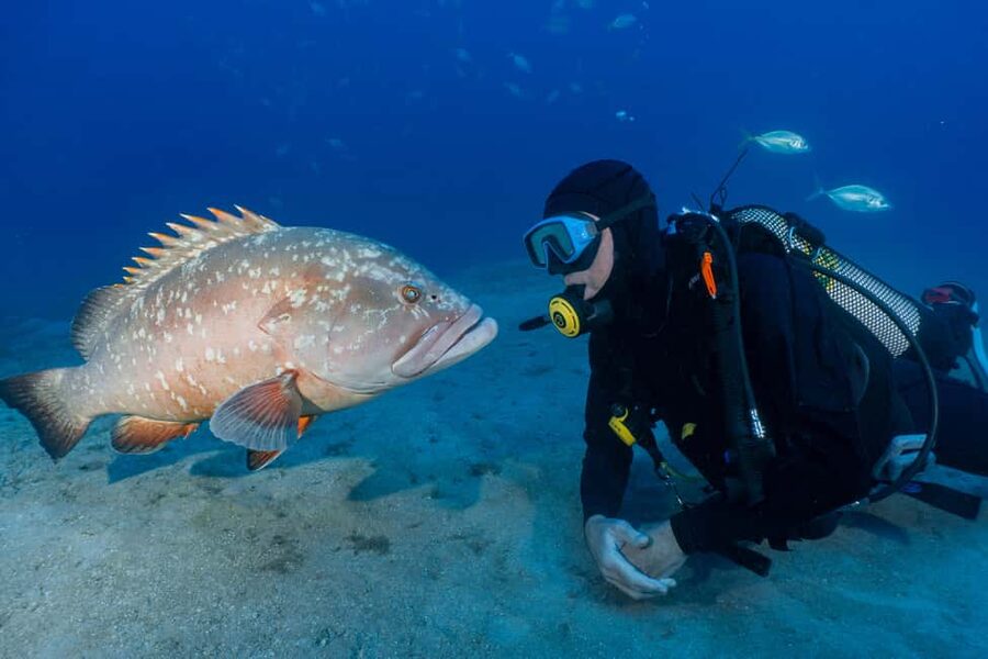 Funchal: Garajau national park - certified divers - Meeting at Madeira Divepoint in the Pestana Carlton