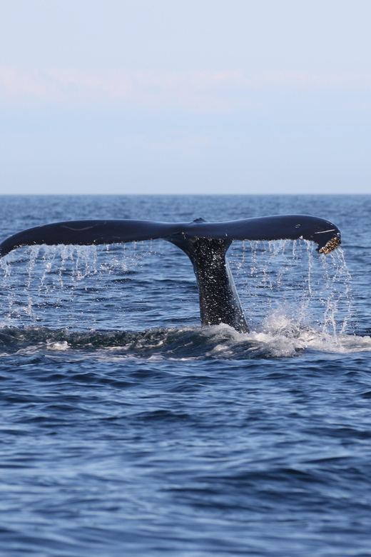 Funchal: Guarantee Wild Dolphin&Whale Watching by RIB - Booking, cancellation, and language details