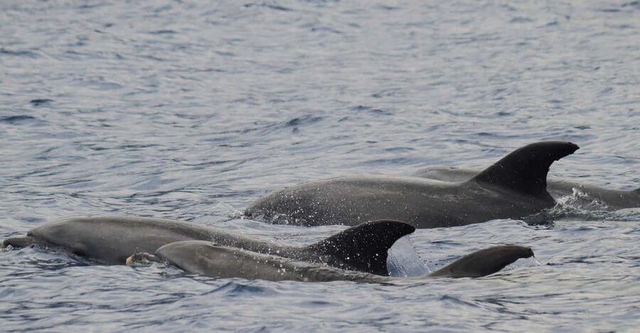 Funchal: Guarantee Wild Dolphin&Whale Watching by RIB - Why this Funchal boat trip feels different