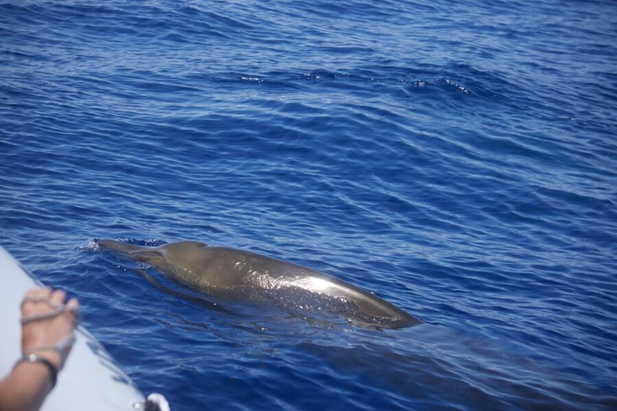 Funchal: Guarantee Wild Dolphin&Whale Watching by RIB - Searching the Atlantic for dolphins and whales