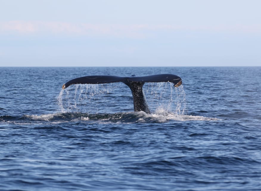 Funchal: Guarantee Wild Dolphin&Whale Watching by RIB - The optional dolphin swim is brief and tightly controlled