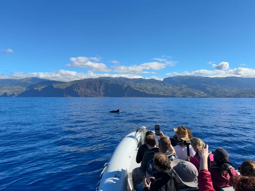 Funchal: Guarantee Wild Dolphin&Whale Watching by RIB - Wind, sun, and the practical side of an RIB