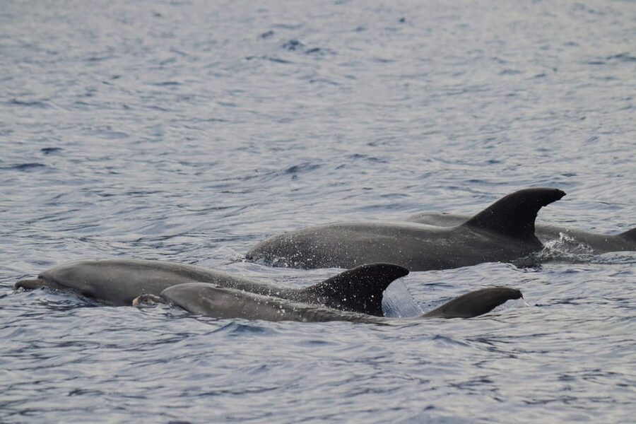 Funchal: Guarantee Wild Dolphin&Whale Watching by RIB - Leaving Funchal harbor with Madeira in view