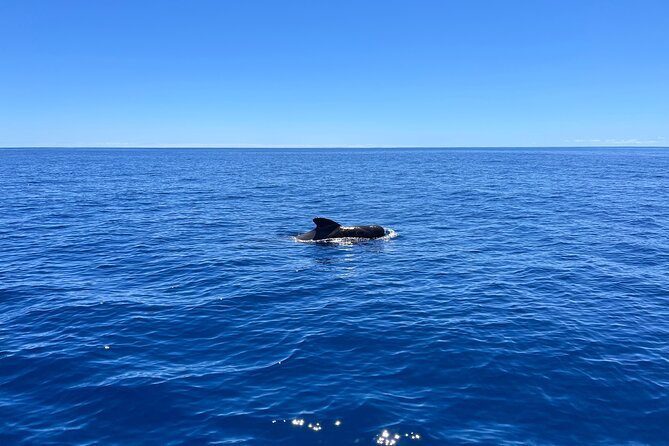 Funchal: Half and Full Day Private Sailboat Tour - Is $739 good value for six people?