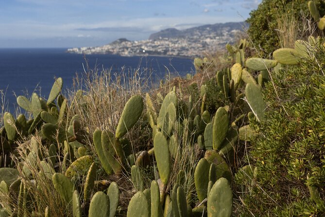 Funchal highlights 5h Private Tour in Madeira - Eira do Serrado and the Curral das Freiras valley