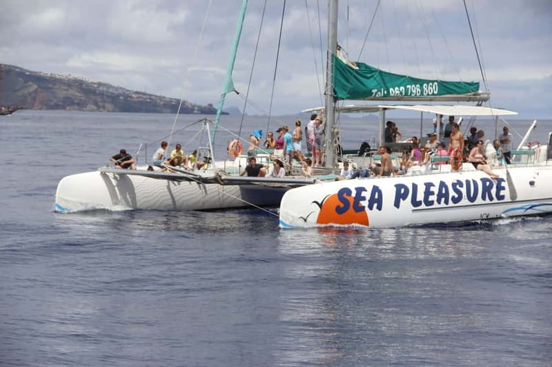 Funchal:Hop-on Hop-off Bus & Whale & Dolphin boat Excursion - Key points to know before booking