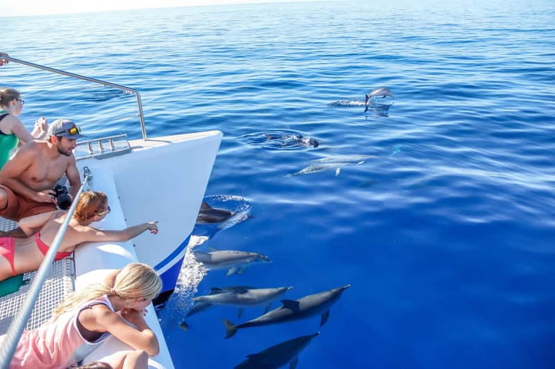 Funchal:Hop-on Hop-off Bus & Whale & Dolphin boat Excursion - Riding the 48-hour Funchal bus route