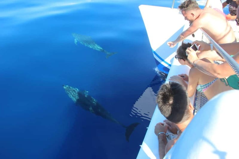 Funchal:Hop-on Hop-off Bus & Whale & Dolphin boat Excursion - What to expect aboard the catamaran