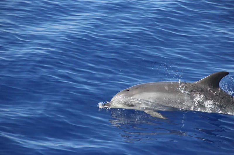 Funchal:Hop-on Hop-off Bus & Whale & Dolphin boat Excursion - Wildlife timing and the best expectations