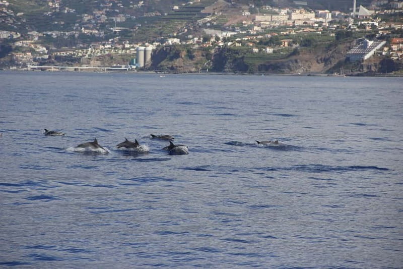 Funchal:Hop-on Hop-off Bus & Whale & Dolphin boat Excursion - Who will get the most from this package?