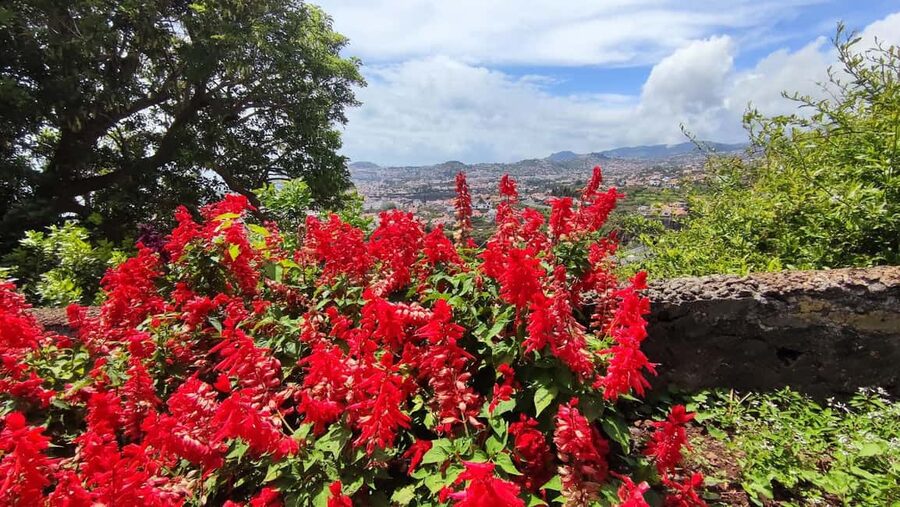 Funchal: Madeira Botanical Garden Private Tuk-Tuk Tour - Who will enjoy this private garden ride