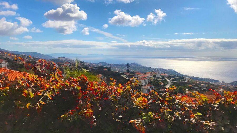 Funchal: Northern Levada Walking Tour - Green fields, vineyards, and working villages