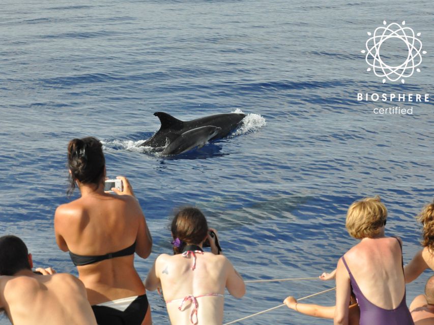 Funchal: Pico Arieiro, Cristo Rei and Dolphins Watching - Guides, group size, and what the service feels like