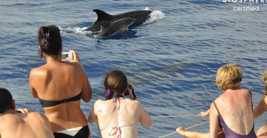 Funchal: Pico Arieiro, Cristo Rei and Dolphins Watching - Starting above Funchal at Miradouro do Alta Vista