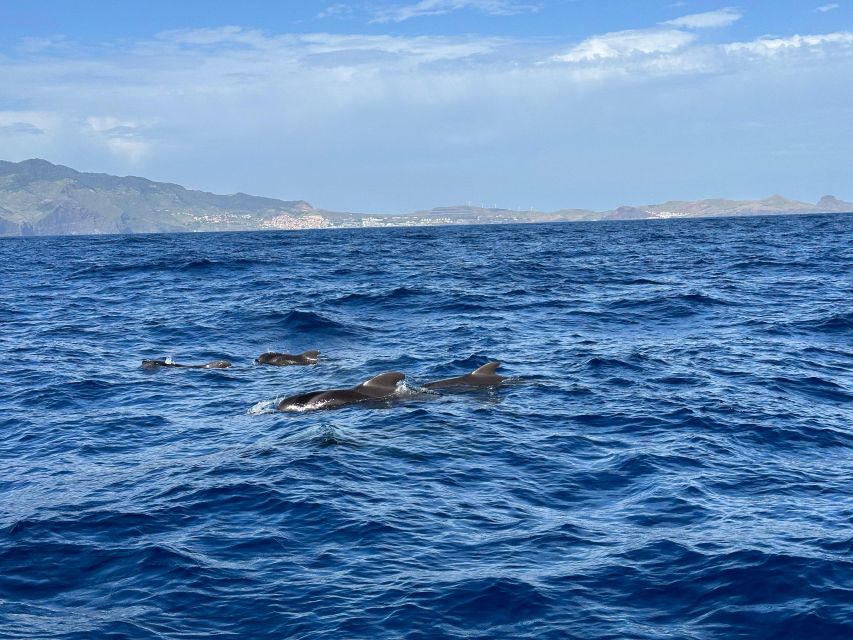 Funchal: RIB Whale Watching Cruise and Optional Dolphin Swim - Key points at a glance