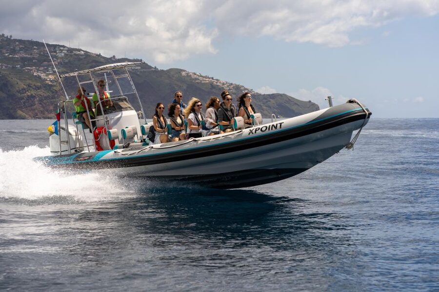 Funchal: RIB Whale Watching Cruise and Optional Dolphin Swim - What the dolphin swim really involves