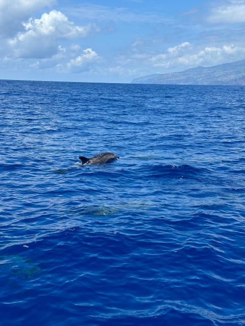 Funchal: RIB Whale Watching Cruise and Optional Dolphin Swim - How much value do you get for $61?