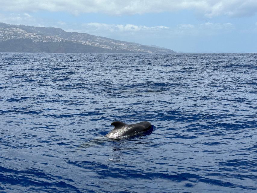 Funchal: RIB Whale Watching Cruise and Optional Dolphin Swim - My practical verdict