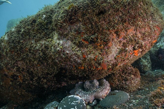 Funchal: Scuba Diving Experience for Beginners - At a glance: what you are paying for