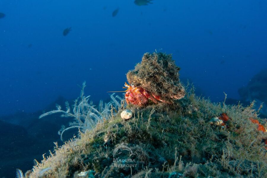 Funchal: Scuba Diving Experience for Beginners - How this compares with a full scuba course