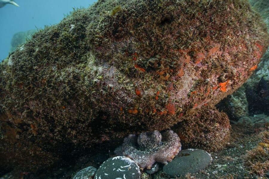 Funchal: Scuba Diving Experience for Beginners - Who should book the sea option