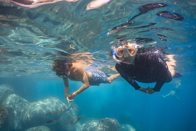 Funchal: Snorkeling Adventure in Eco-Park / Shore or by Boat - A simple way to meet Madeira’s underwater world