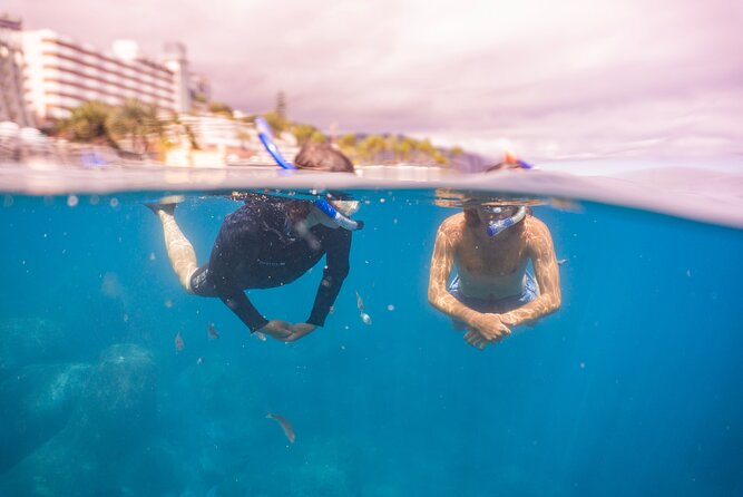 Funchal: Snorkeling Adventure in Eco-Park / Shore or by Boat - Fish, cliffs, and what you might see