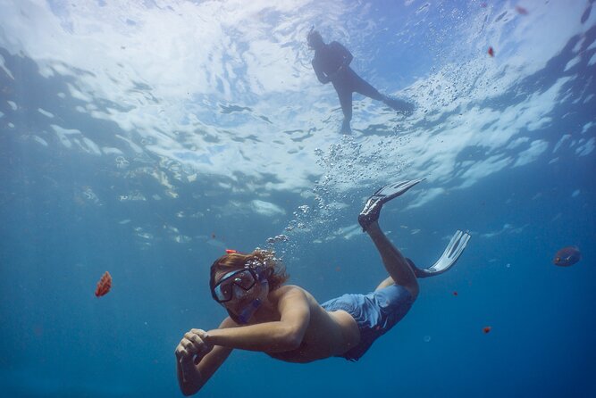 Funchal: Snorkeling Adventure in Eco-Park / Shore or by Boat - Shore snorkeling at the Pestana Carlton house-reef