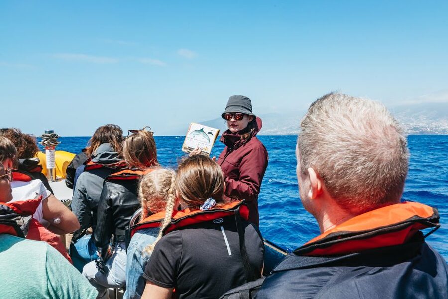 Funchal: Whale and Dolphin Watching Speed Boat Tour - Key points to know before booking