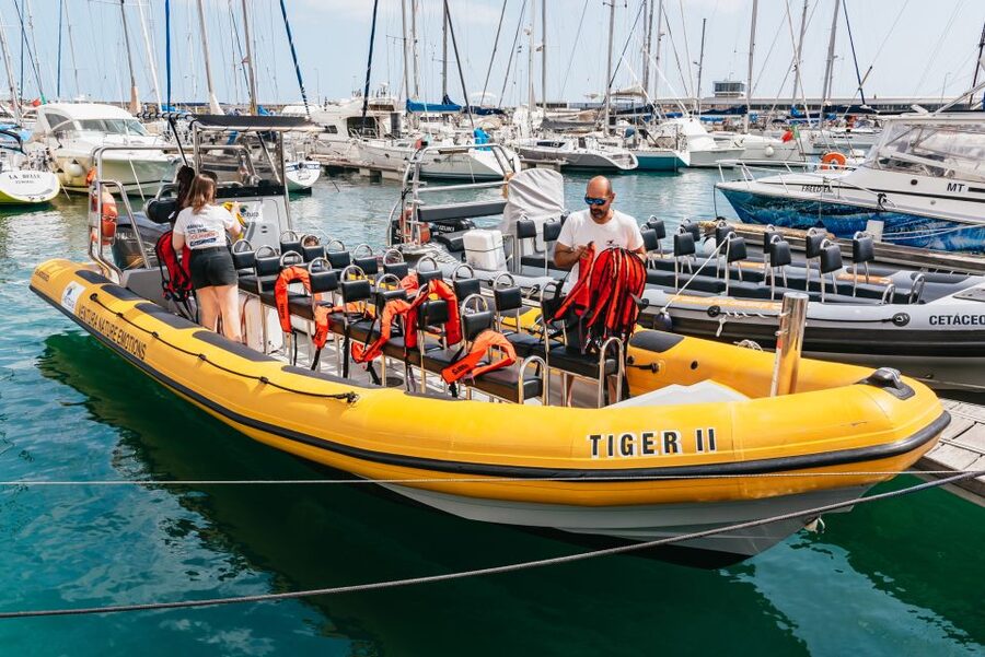 Funchal: Whale and Dolphin Watching Speed Boat Tour - Searching Madeira’s waters with help from shore