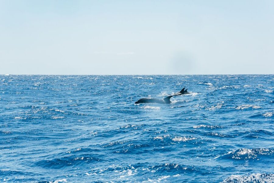 Funchal: Whale and Dolphin Watching Speed Boat Tour - What the guides and skipper add