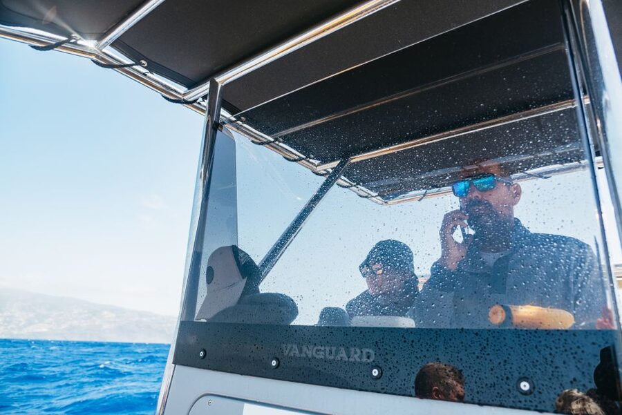 Funchal: Whale and Dolphin Watching Speed Boat Tour - How much value do you get for $56?