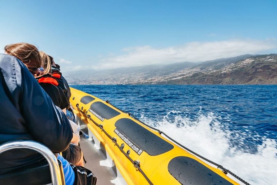 Funchal: Whale and Dolphin Watching Speed Boat Tour - Weather, comfort, and who should skip it