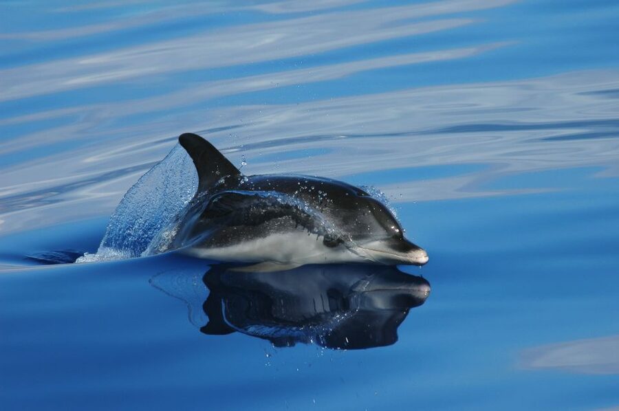 Funchal: Whale and Dolphin Watching Speed Boat Tour - The briefing makes the wildlife easier to understand