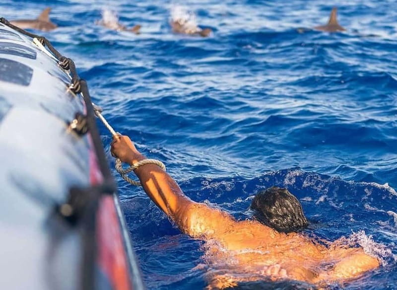 Funchal: Whale Watching and Swimming with Dolphins Cruise - Swimming with dolphins is a conditional bonus