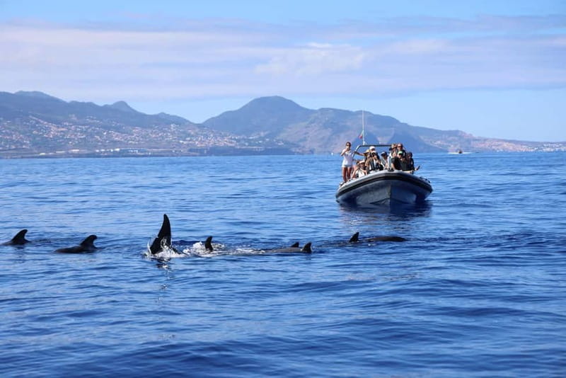 Funchal: Whale Watching and Swimming with Dolphins Cruise - What the guides add, and where the format has limits