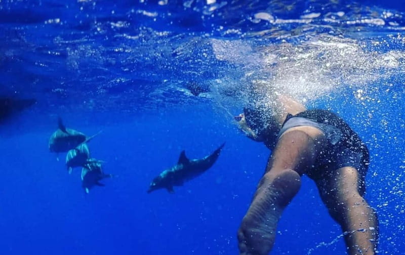 Funchal: Whale Watching and Swimming with Dolphins Cruise - Is $94 a fair price?
