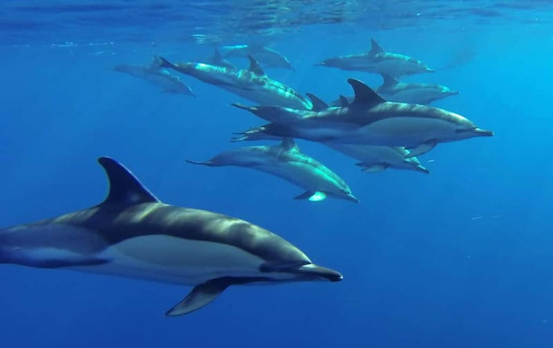 Funchal: Whale Watching and Swimming with Dolphins Cruise - Who should book this Madeira cruise?