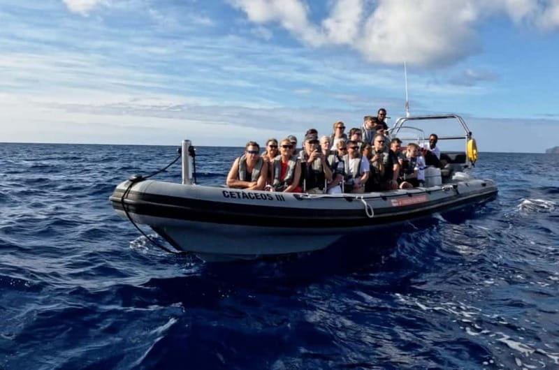 Funchal: Whale Watching and Swimming with Dolphins Cruise - Should you book it?