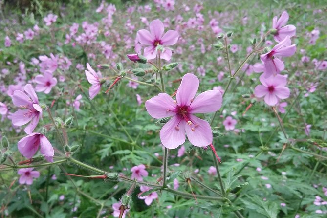 Gastro hike (Private Tour) - What Claudio adds to the walk