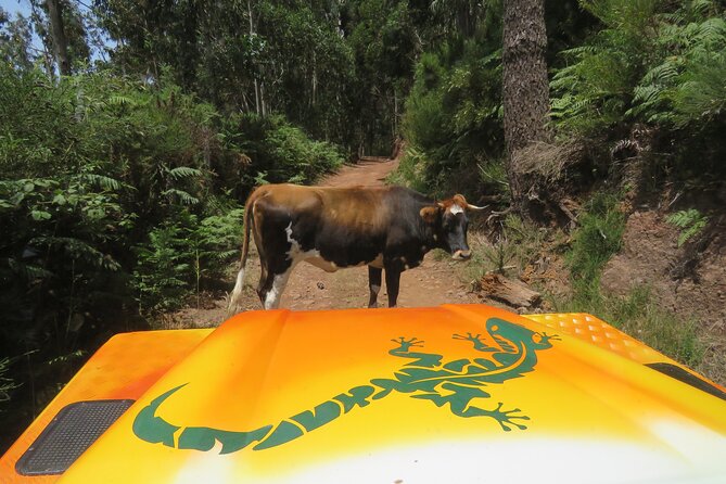 Guided Exploration of Southwest Madeira in a 4x4 - Key points before you book