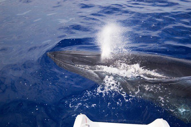 Half-day Catamaran Trip from Funchal - Morning or afternoon: which departure fits best?