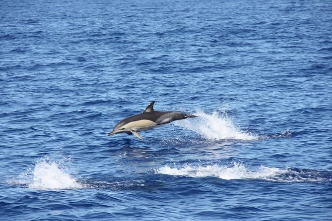 Half-day Catamaran Trip from Funchal - Who will enjoy this catamaran trip?