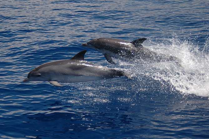 Half-day Catamaran Trip from Funchal - Searching for dolphins, whales, and turtles