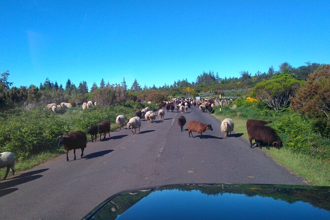 Half Day Jeep Safari Tour at Pico Areeiro and Santo da Serra - Pico do Facho overlooks Machico and the Atlantic