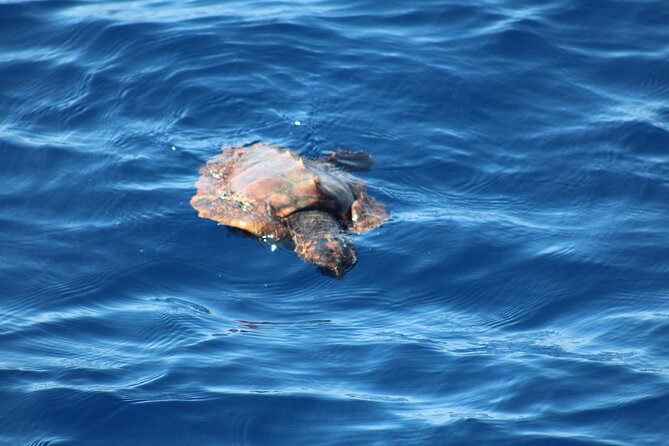Half Day Madeira Island Cruise with Lunch - Wildlife spotting: dolphins, whales, turtles, and flying fish
